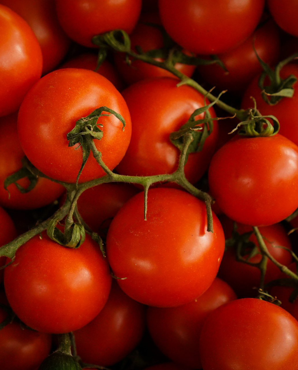 a bunch of red tomato